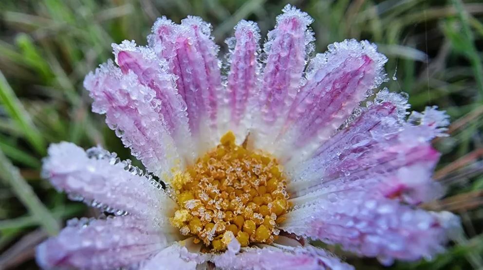 Serra Catarinense Amanhece Geada E Temperatura Negativa