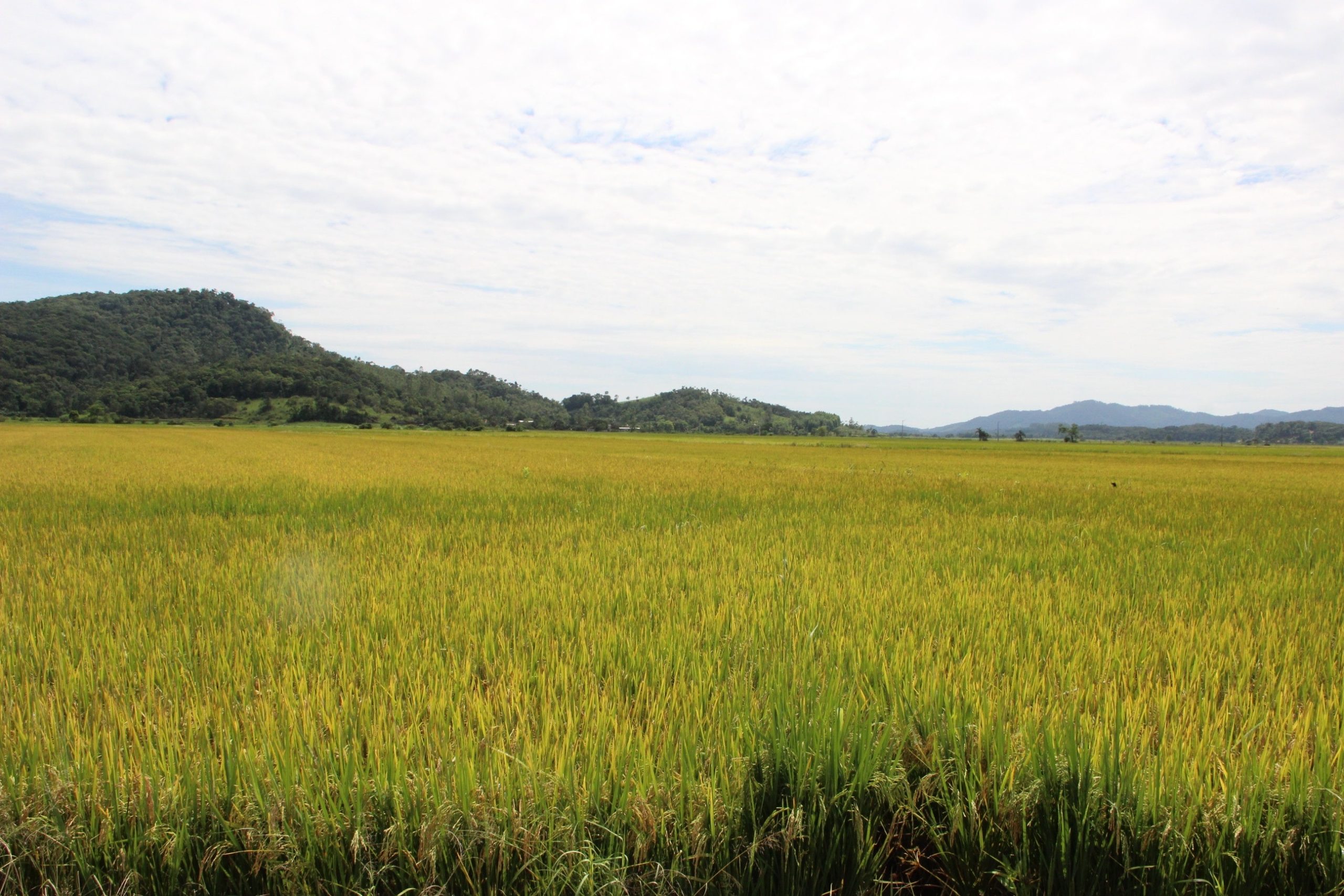 Santa Catarina colhe 1 25 milhão de toneladas de arroz na safra JDV