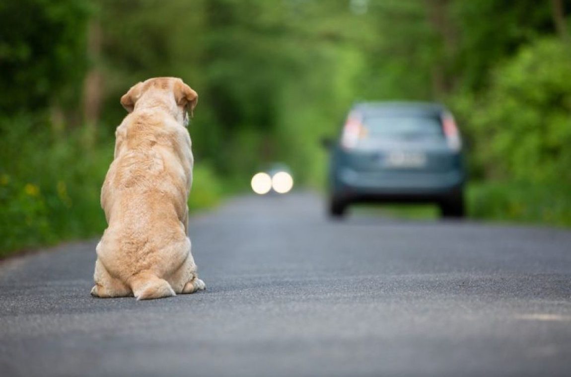 abandono-de-animais-cresce-durante-a-pandemia-jdv