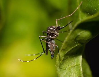 Vacina da dengue já está disponivel em farmácias privadas