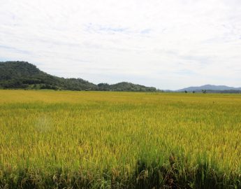 Santa Catarina colhe 1,25 milhão de toneladas de arroz na safra