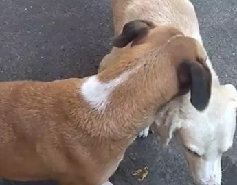 [VÍDEO]: Cachorro emociona web