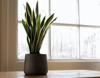 Plantas da prosperidade para ter em casa