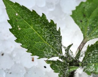 ‘Perdemos 80% da nossa plantação’: agricultores reagem à chuva de granizo na Serra Catarinense