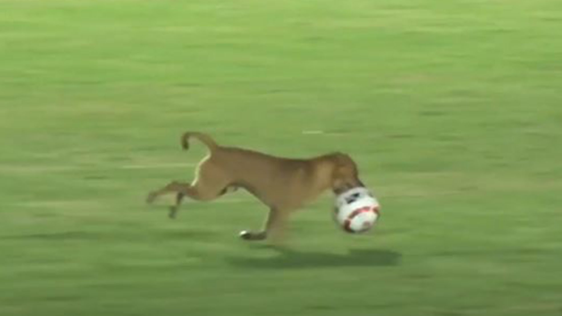 Cachorro invade campo e rouba bola durante jogo de futebol no México