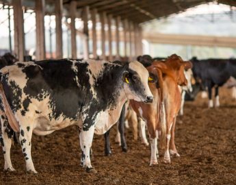 Vendas de carne bovina à China são suspensas após caso de vaca louca