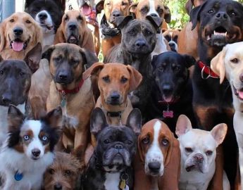 Conheça as raças de cachorros mais caras do mundo