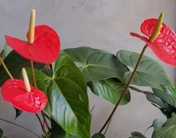 Misturinha milagrosa faz plantas explodirem de tantas flores, veja o vídeo