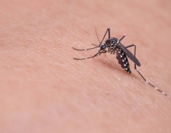 Dengue: 283 casos a mais em três dias em Jaraguá do Sul
