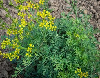 As melhores plantas para se ter em casa, e ainda tem serventia na cozinha e outros lugares