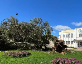 Figueira histórica que fica em frente à Prefeitura de Gaspar cai por conta do vento