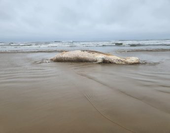 Baleia de 6 a 7 metros é encontrada na Praia da Meta