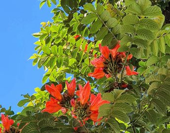 Árvores exóticas, com flores tóxicas, são cortadas em Massaranduba