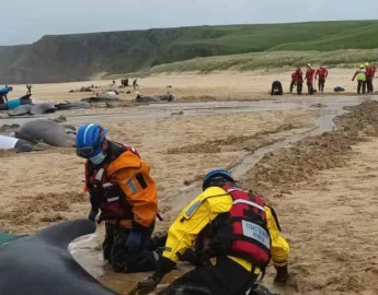 Mais de 50 golfinhos morrem encalhados em praia na Ilha de Lewis, na Escócia