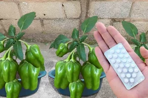 Aprendi como plantar pimentão em vaso e nunca mais precisei comprar cresce muito rápido