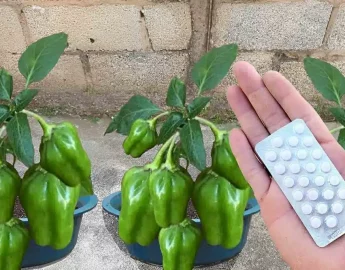 Aprendi como plantar pimentão em vaso e nunca mais precisei comprar cresce muito rápido