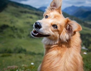 Animais domésticos terão direito a RG com cadastro nacional