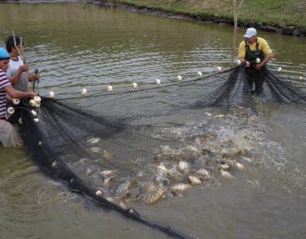 Comemoração do dia do piscicultor, em 2024, poderá ser em Massaranduba