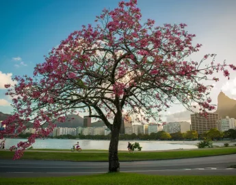 Confira como será a primavera em SC