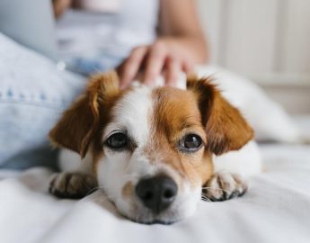 Afinal, cachorros realmente choram de tristeza?