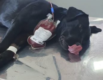 Cadela da polícia doa sangue para salvar cão intoxicado em SC