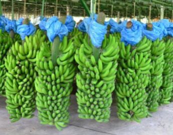 Faturamento com produção de banana cresceu mais de 30% na última safra