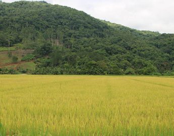 Colheita do arroz da safra 2023/24 já iniciou no Litoral Norte de SC