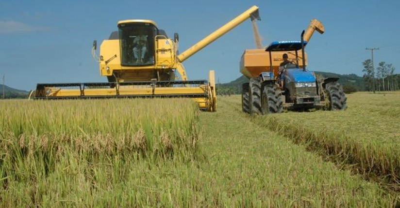 Abertura oficial da colheita do arroz de SC é nesta quinta em Massaranduba