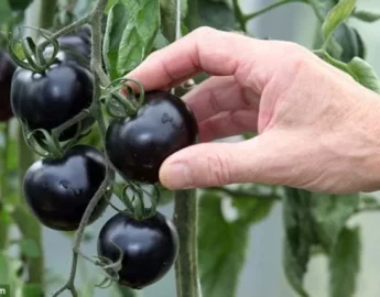 Tomate-preto: conheça a variedade exótica belga cultivada no Paraná