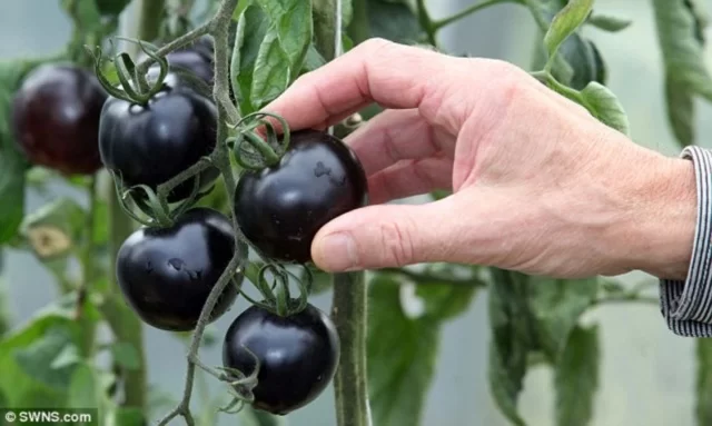 Tomate-preto: conheça a variedade exótica belga cultivada no Paraná