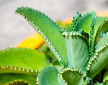 Como cultivar mãe-de-milhares: uma suculenta fácil de cuidar e cheia de brotos