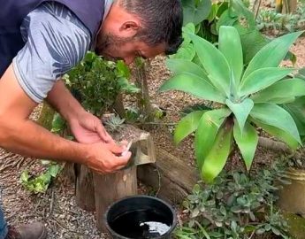 Casos de dengue aumentam em Guaramirim