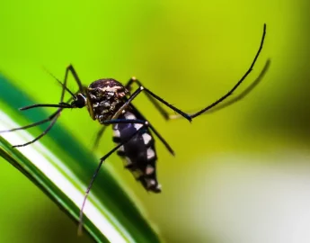 Brasil se aproxima de 6 milhões de casos e 4 mil mortes por dengue