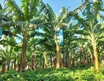 Pesquisador fala no sábado sobre variedades de bananeiras em Corupá