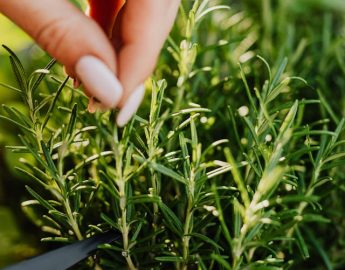 Chás que ajudam a dormir melhor: veja 5 plantas boas para combater a insônia