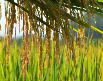 IBGE aponta crescimento de 17,5% na produção de cereais e leguminosas