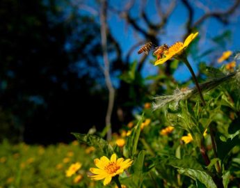 Primavera começa oficialmente com previsão de chuvas mais volumosas