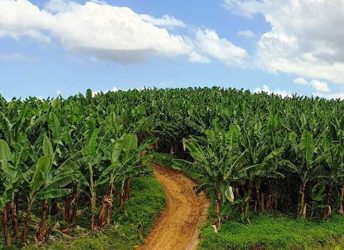 Litoral Norte lidera com 74% da produção catarinense de bananas