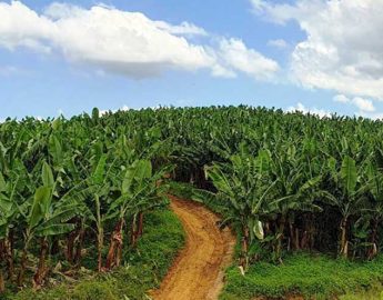 Litoral Norte lidera com 74% da produção catarinense de bananas