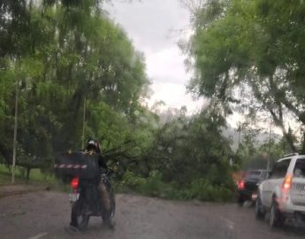 Rua interditada por queda de árvore no centro de Jaraguá do Sul