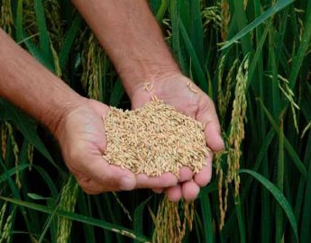 Abertura oficial da colheita do arroz em SC começa hoje no sul do Estado