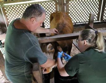 Município vai implantar serviço de análises clínicas para animais de produção