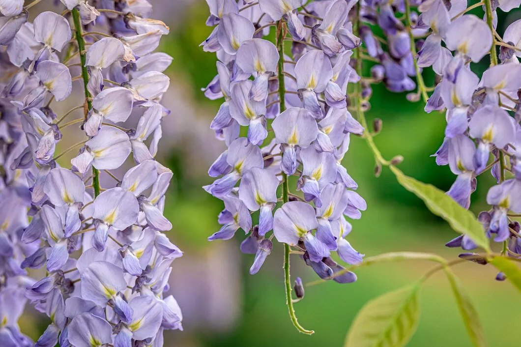 Como fazer sua wisteria-chinesa (glicínea) crescer forte e cheia de flores