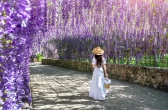 Como fazer sua wisteria-chinesa (glicínea) crescer forte e cheia de flores