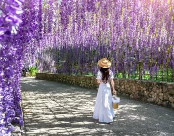 Como fazer sua wisteria-chinesa (glicínea) crescer forte e cheia de flores