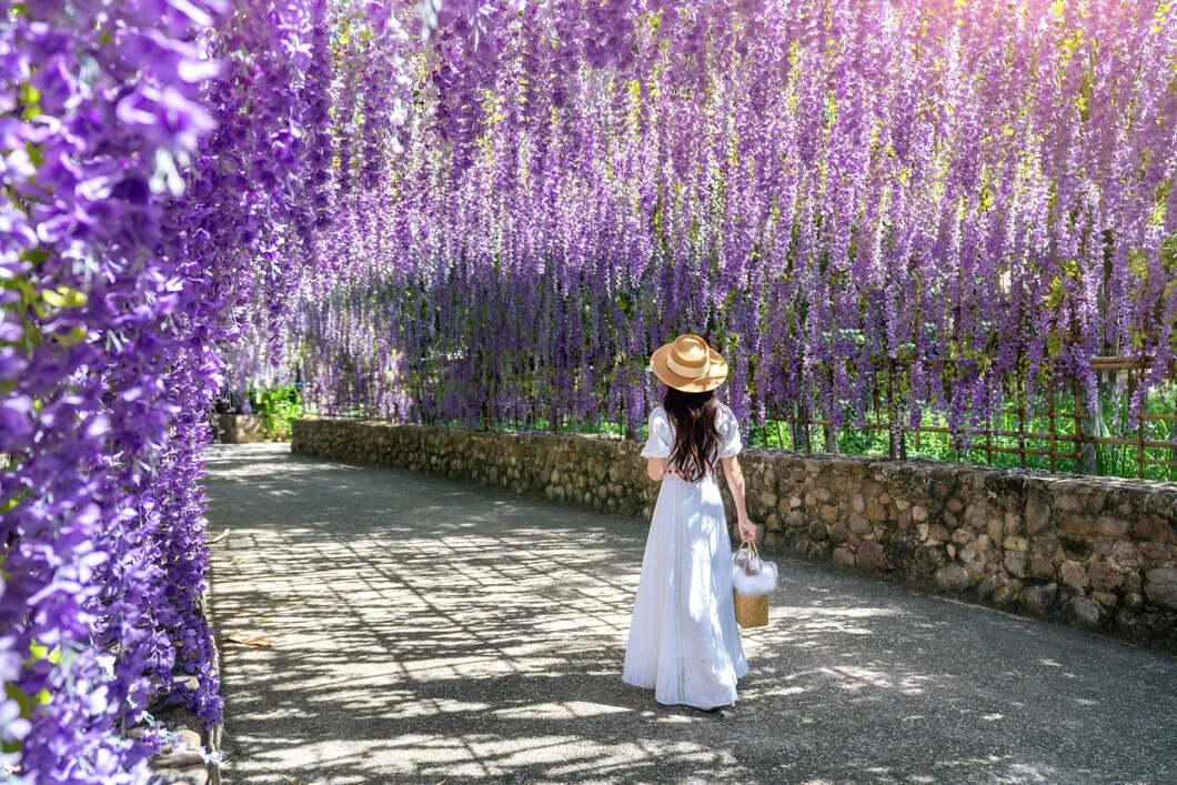 Como fazer sua wisteria-chinesa (glicínea) crescer forte e cheia de flores