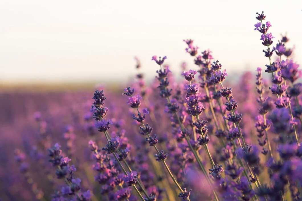 Como criar um jardim sensorial