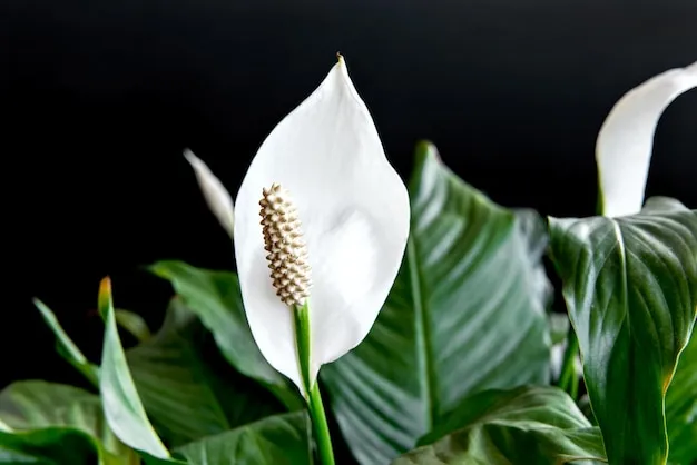 Rega do Lírio da Paz quando e como devo hidratar a planta ornamental