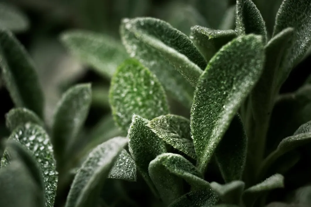 Como criar um jardim sensorial