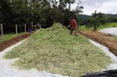 Município auxilia criadores de gado com a silagem para inverno